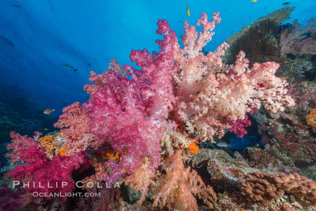 Spectacularly colorful dendronephthya soft corals on South Pacific reef, reaching out into strong ocean currents to capture passing planktonic food, Fiji. Nigali Passage, Gau Island, Lomaiviti Archipelago, Dendronephthya, natural history stock photograph, photo id 31728