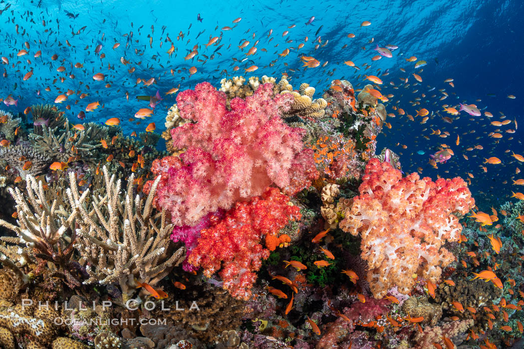 Anthias fishes school over the colorful Fijian coral reef, everything taking advantage of currents that bring planktonic food. Fiji. Bligh Waters, Dendronephthya, Pseudanthias, natural history stock photograph, photo id 34832
