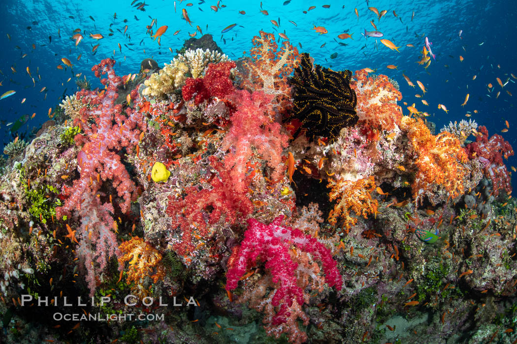 Spectacularly colorful dendronephthya soft corals on South Pacific reef, reaching out into strong ocean currents to capture passing planktonic food, Fiji., Dendronephthya, natural history stock photograph, photo id 34880