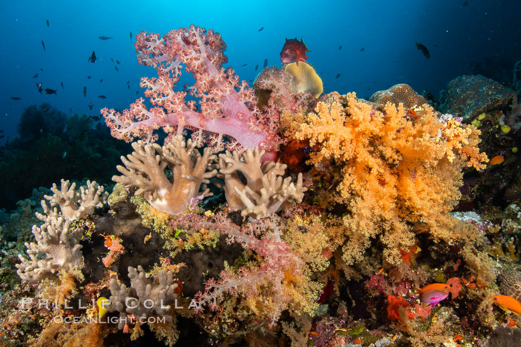 Colorful and exotic coral reef in Fiji, with soft corals, hard corals, anthias fishes, anemones, and sea fan gorgonians., Dendronephthya, Pseudanthias, natural history stock photograph, photo id 34896