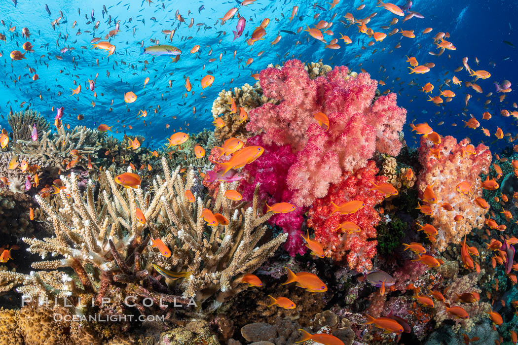 Anthias fishes school over the colorful Fijian coral reef, everything taking advantage of currents that bring planktonic food. Fiji. Bligh Waters, Dendronephthya, Pseudanthias, natural history stock photograph, photo id 34908