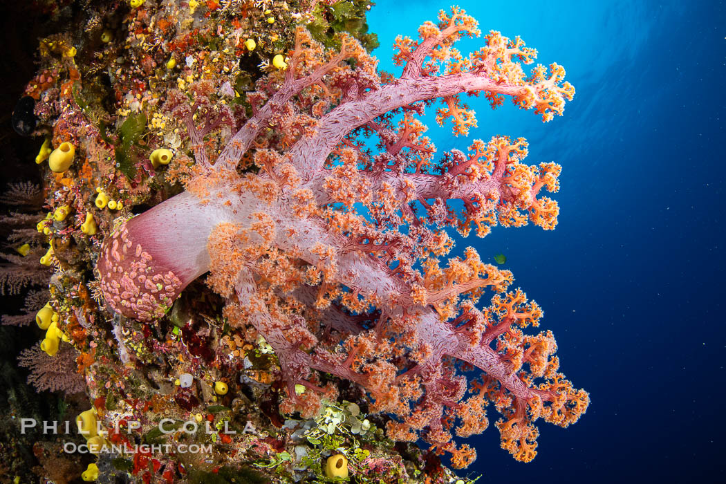 Fiji is the soft coral capital of the world, Seen here are beautifully colorful dendronephthya soft corals reaching out into strong ocean currents to capture passing planktonic food, Fiji., Dendronephthya, natural history stock photograph, photo id 34912
