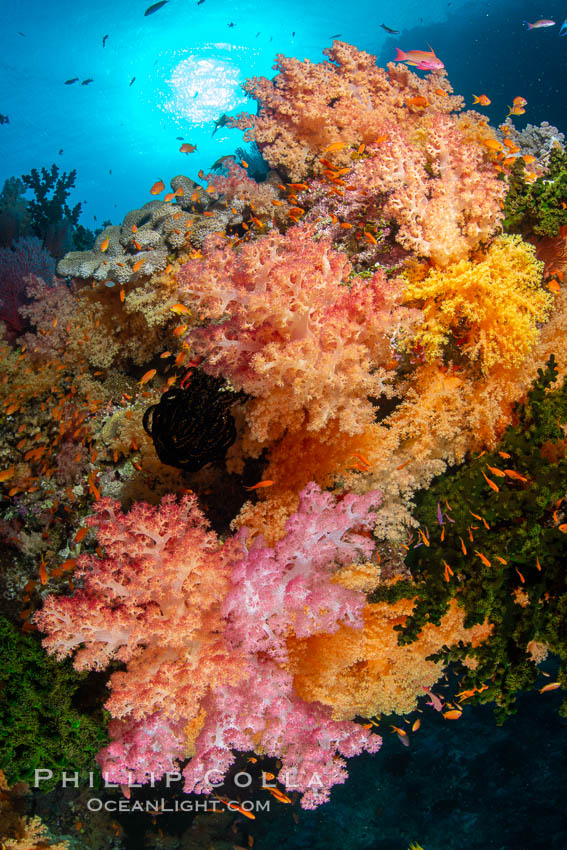 Colorful and exotic coral reef in Fiji, with soft corals, hard corals, anthias fishes, anemones, and sea fan gorgonians., Dendronephthya, Pseudanthias, natural history stock photograph, photo id 34940