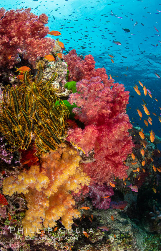 Spectacularly colorful dendronephthya soft corals on South Pacific reef, reaching out into strong ocean currents to capture passing planktonic food, Fiji. Namena Marine Reserve, Namena Island, Dendronephthya, natural history stock photograph, photo id 34952