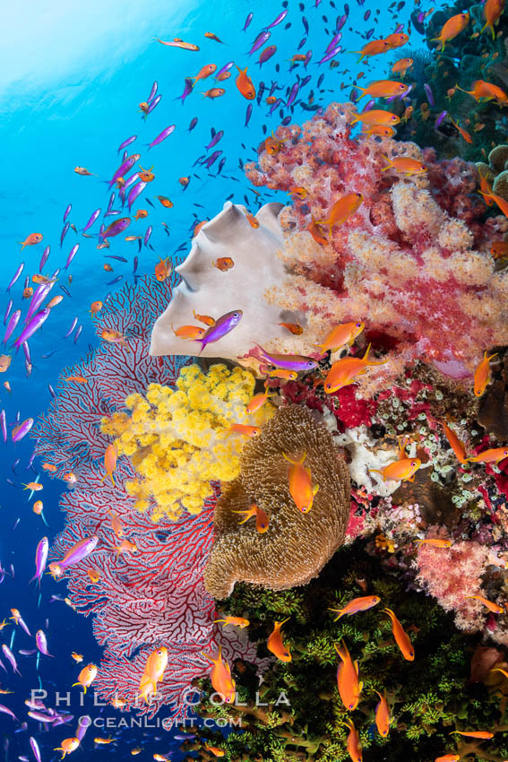 Anthias fishes school over the colorful Fijian coral reef, everything taking advantage of currents that bring planktonic food. Fiji. Bligh Waters, Dendronephthya, Pseudanthias, natural history stock photograph, photo id 34960