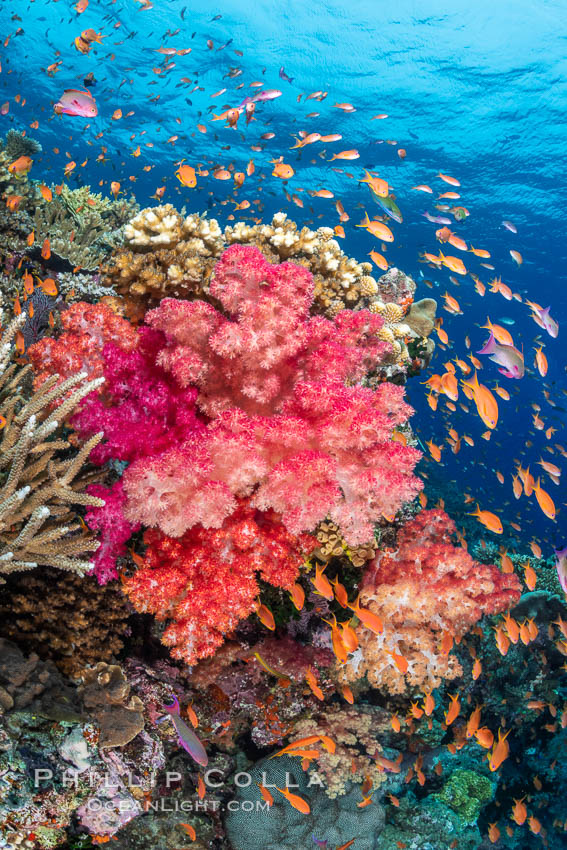 Anthias fishes school over the colorful Fijian coral reef, everything taking advantage of currents that bring planktonic food. Fiji. Bligh Waters, Dendronephthya, Pseudanthias, natural history stock photograph, photo id 35024