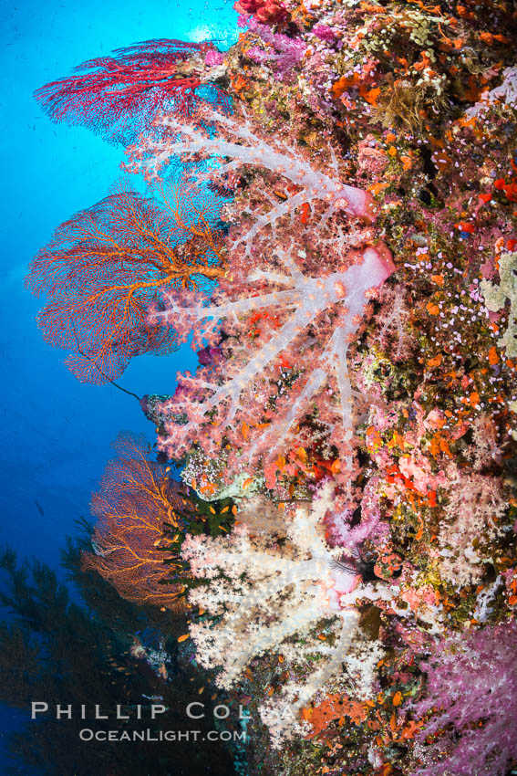 Spectacularly colorful dendronephthya soft corals on South Pacific reef, reaching out into strong ocean currents to capture passing planktonic food, Fiji. Vatu I Ra Passage, Bligh Waters, Viti Levu  Island, Dendronephthya, natural history stock photograph, photo id 31491