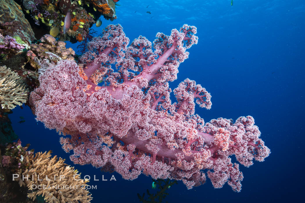 Spectacularly colorful dendronephthya soft corals on South Pacific reef, reaching out into strong ocean currents to capture passing planktonic food, Mount Mutiny, Bligh Waters, Fiji. Vatu I Ra Passage, Viti Levu  Island, Dendronephthya, natural history stock photograph, photo id 31499
