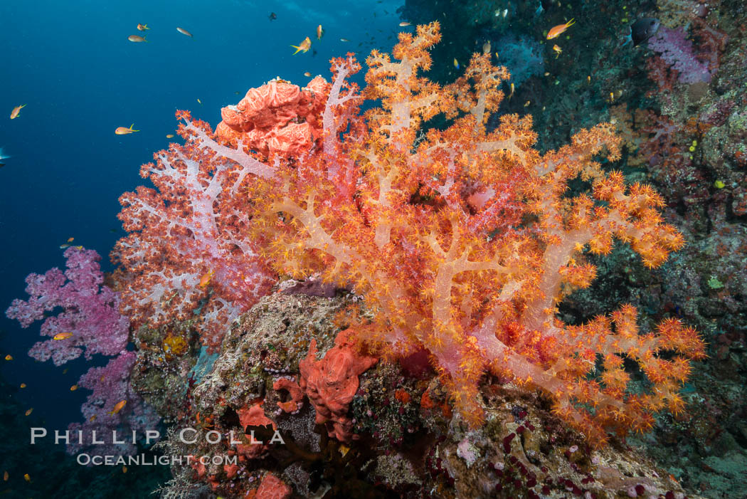 Spectacularly colorful dendronephthya soft corals on South Pacific reef, reaching out into strong ocean currents to capture passing planktonic food, Fiji. Gau Island, Lomaiviti Archipelago, Dendronephthya, natural history stock photograph, photo id 31515