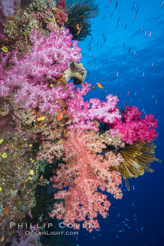 Spectacularly colorful dendronephthya soft corals on South Pacific reef, reaching out into strong ocean currents to capture passing planktonic food, Fiji. Namena Marine Reserve, Namena Island, Dendronephthya, natural history stock photograph, photo id 31571
