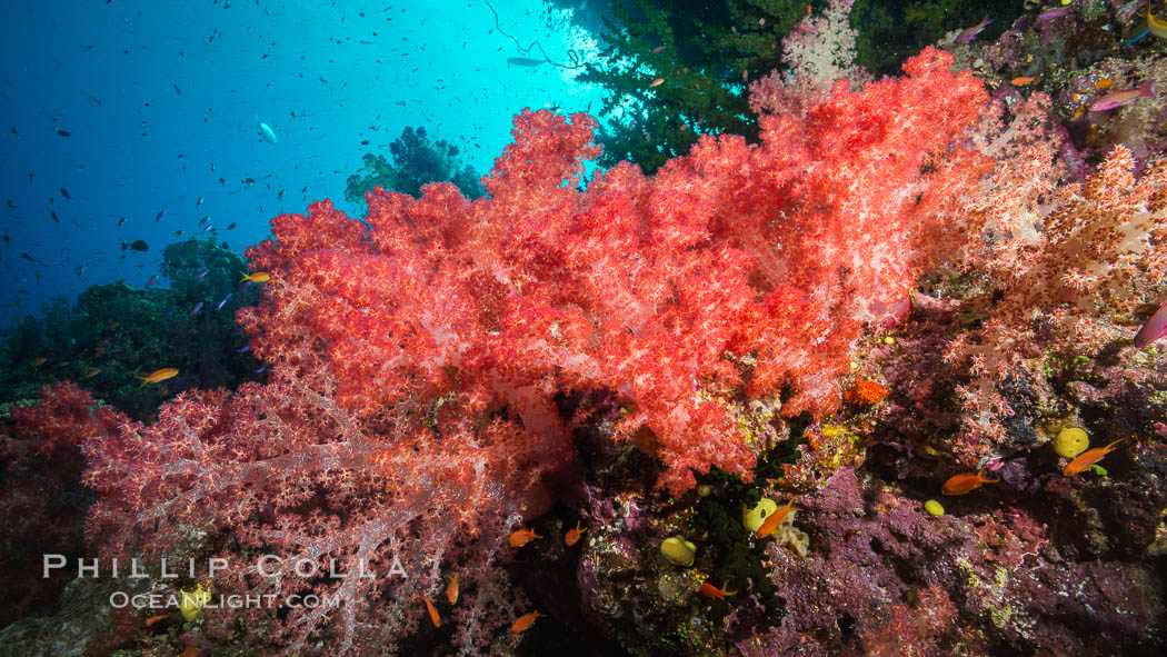Spectacularly colorful dendronephthya soft corals on South Pacific reef, reaching out into strong ocean currents to capture passing planktonic food, Fiji. Namena Marine Reserve, Namena Island, Dendronephthya, natural history stock photograph, photo id 31575