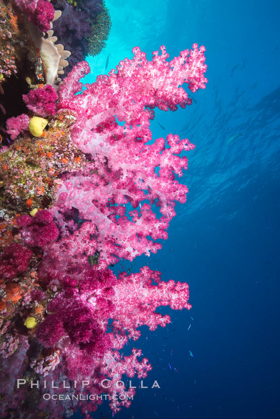 Spectacularly colorful dendronephthya soft corals on South Pacific reef, reaching out into strong ocean currents to capture passing planktonic food, Fiji. Namena Marine Reserve, Namena Island, Dendronephthya, natural history stock photograph, photo id 31815