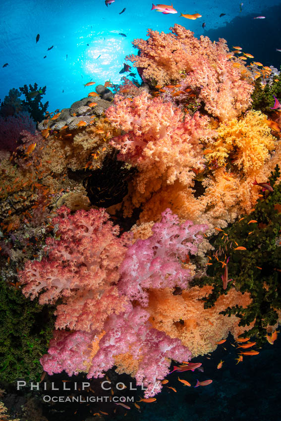 Colorful and exotic coral reef in Fiji, with soft corals, hard corals, anthias fishes, anemones, and sea fan gorgonians, Dendronephthya, Pseudanthias