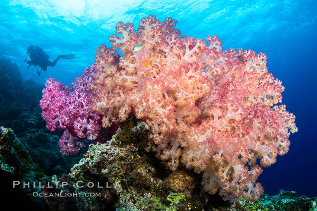 Anthias fishes school over the colorful Fijian coral reef, everything taking advantage of currents that bring planktonic food. Fiji, Dendronephthya, Pseudanthias, Vatu I Ra Passage, Bligh Waters, Viti Levu Island