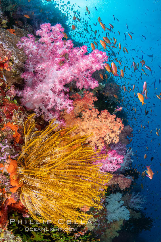 Colorful and exotic coral reef in Fiji, with soft corals, hard corals, anthias fishes, anemones, and sea fan gorgonians, Dendronephthya, Pseudanthias