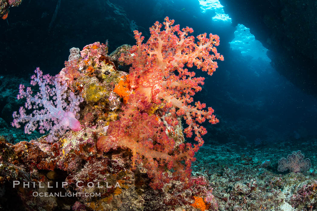 Fiji is the soft coral capital of the world, Seen here are beautifully colorful dendronephthya soft corals reaching out into strong ocean currents to capture passing planktonic food, Fiji. Vatu I Ra Passage, Bligh Waters, Viti Levu Island, Dendronephthya, natural history stock photograph, photo id 34783