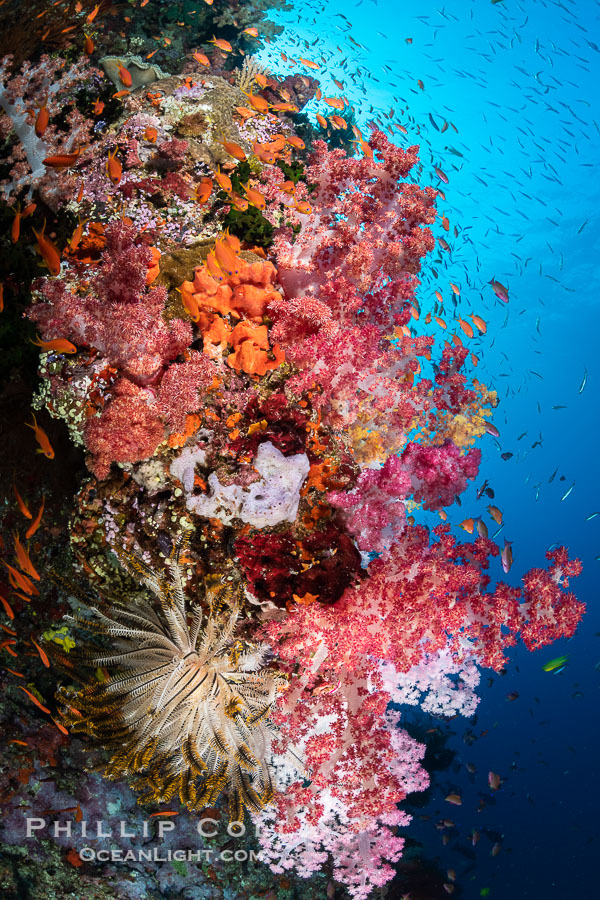 Vibrant displays of color among dendronephthya soft corals on South Pacific reef, reaching out into strong ocean currents to capture passing planktonic food, Fiji., Dendronephthya, natural history stock photograph, photo id 34867