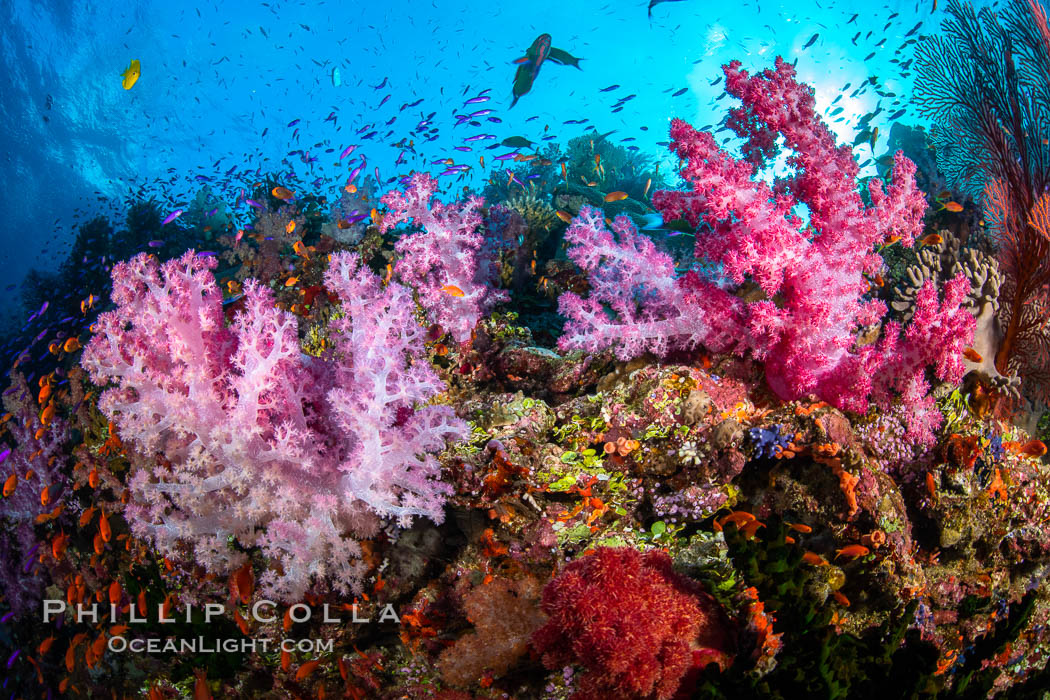 Vibrant displays of color among dendronephthya soft corals on South Pacific reef, reaching out into strong ocean currents to capture passing planktonic food, Fiji. Vatu I Ra Passage, Bligh Waters, Viti Levu Island, Dendronephthya, natural history stock photograph, photo id 34883