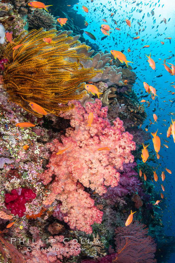 Colorful and exotic coral reef in Fiji, with soft corals, hard corals, anthias fishes, anemones, and sea fan gorgonians., Dendronephthya, Pseudanthias, natural history stock photograph, photo id 34895
