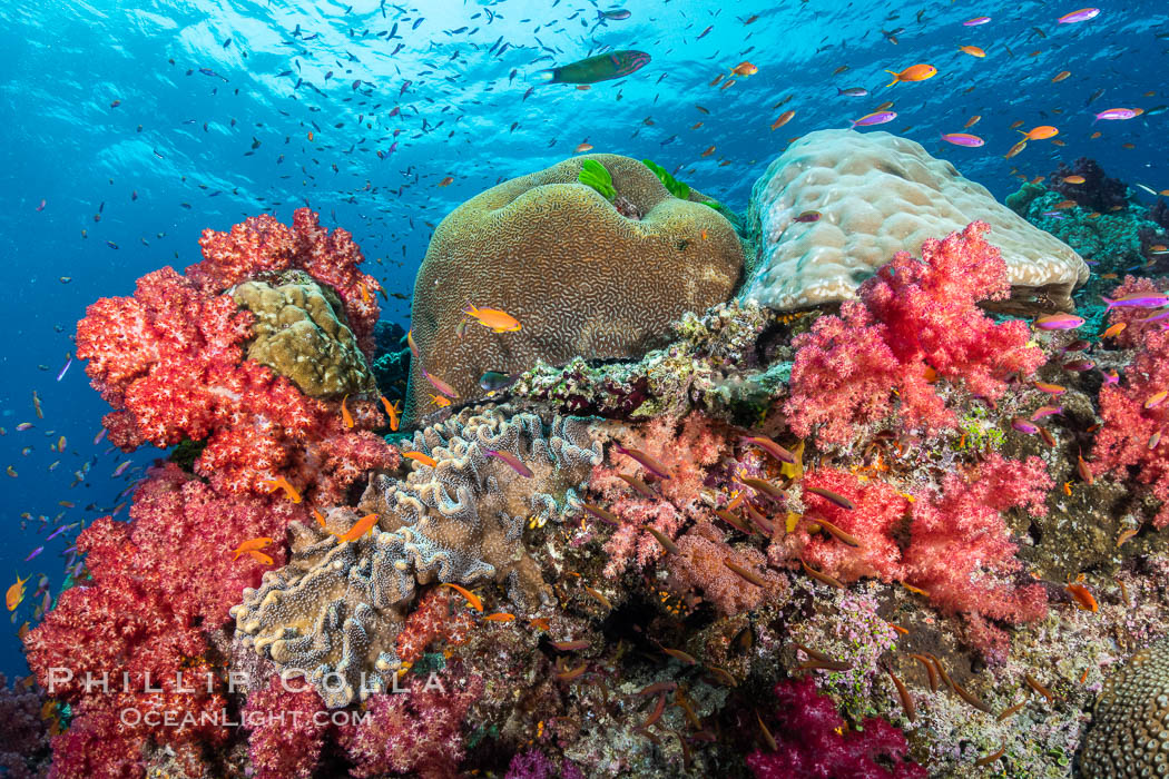 Spectacularly colorful dendronephthya soft corals on South Pacific reef, reaching out into strong ocean currents to capture passing planktonic food, Fiji. Namena Marine Reserve, Namena Island, Dendronephthya, natural history stock photograph, photo id 34951