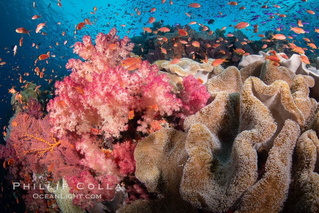 Fiji is the soft coral capital of the world, Seen here are beautifully colorful dendronephthya soft corals reaching out into strong ocean currents to capture passing planktonic food, Fiji. Vatu I Ra Passage, Bligh Waters, Viti Levu Island, Dendronephthya, natural history stock photograph, photo id 34971