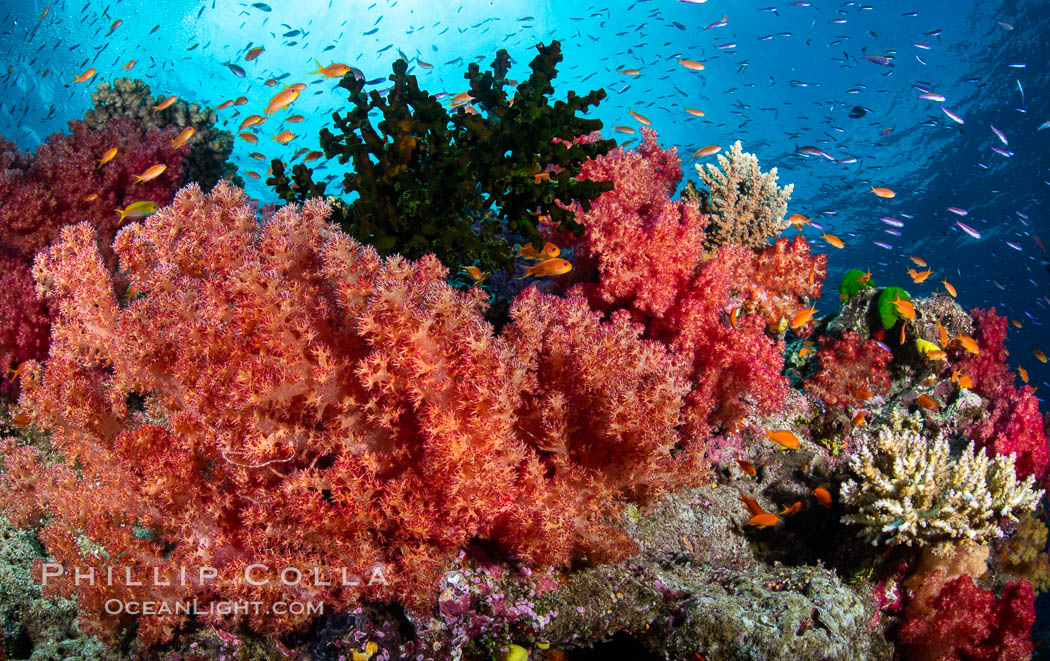 Spectacularly colorful dendronephthya soft corals on South Pacific reef, reaching out into strong ocean currents to capture passing planktonic food, Fiji. Namena Marine Reserve, Namena Island, Dendronephthya, natural history stock photograph, photo id 35011