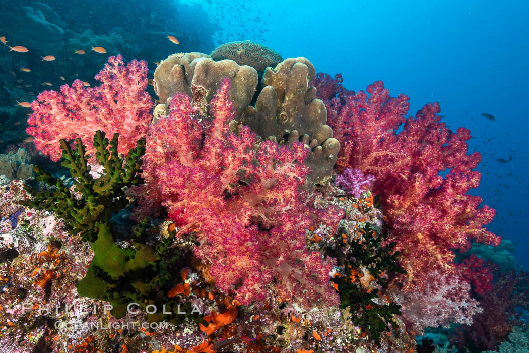Spectacularly colorful dendronephthya soft corals on South Pacific reef, reaching out into strong ocean currents to capture passing planktonic food, Fiji. Bligh Waters, Dendronephthya, natural history stock photograph, photo id 35015