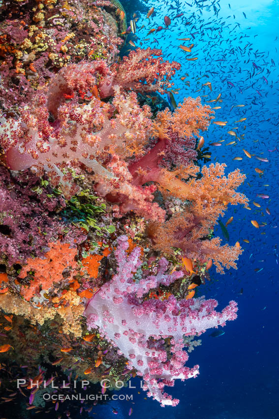 Anthias fishes school over the colorful Fijian coral reef, everything taking advantage of currents that bring planktonic food. Fiji. Bligh Waters, Dendronephthya, Pseudanthias, natural history stock photograph, photo id 35023