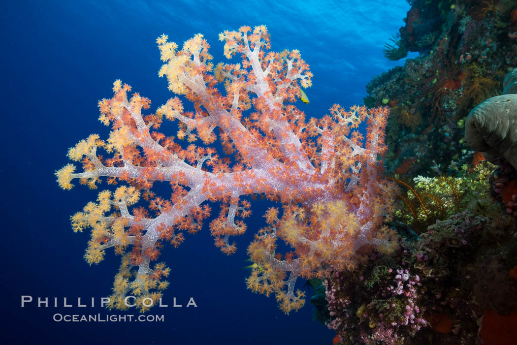 Spectacularly colorful dendronephthya soft corals on South Pacific reef, reaching out into strong ocean currents to capture passing planktonic food, Fiji. Vatu I Ra Passage, Bligh Waters, Viti Levu  Island, Dendronephthya, natural history stock photograph, photo id 31497