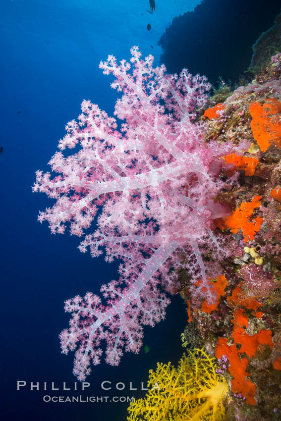 Spectacularly colorful dendronephthya soft corals on South Pacific reef, reaching out into strong ocean currents to capture passing planktonic food, Fiji. Vatu I Ra Passage, Bligh Waters, Viti Levu  Island, Dendronephthya, natural history stock photograph, photo id 31501