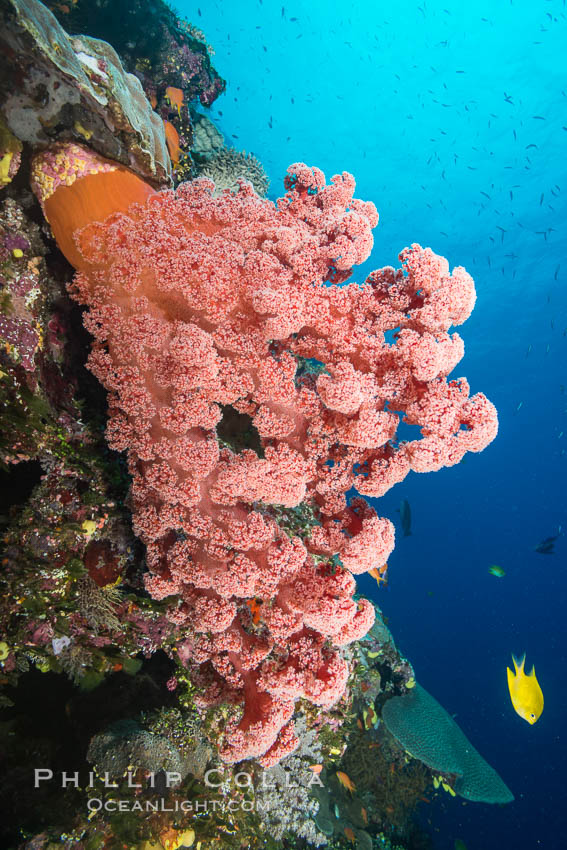 Spectacularly colorful dendronephthya soft corals on South Pacific reef, reaching out into strong ocean currents to capture passing planktonic food, Fiji. Vatu I Ra Passage, Bligh Waters, Viti Levu  Island, Dendronephthya, natural history stock photograph, photo id 31505