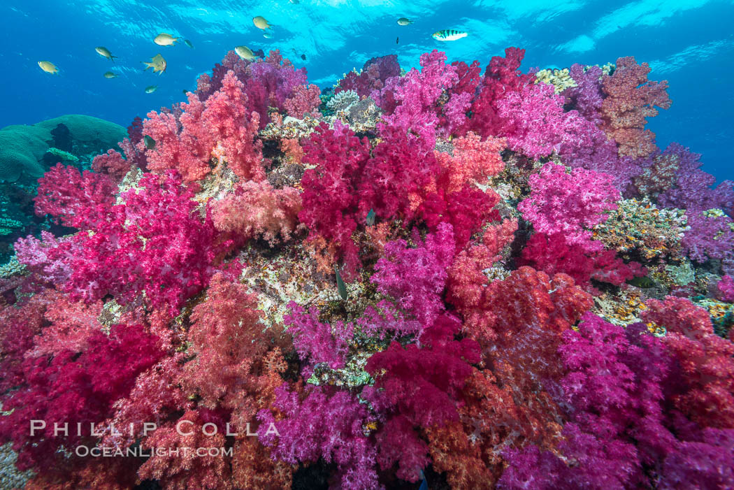 Spectacularly colorful dendronephthya soft corals on South Pacific reef, reaching out into strong ocean currents to capture passing planktonic food, Fiji. Nigali Passage, Gau Island, Lomaiviti Archipelago, Dendronephthya, natural history stock photograph, photo id 31533
