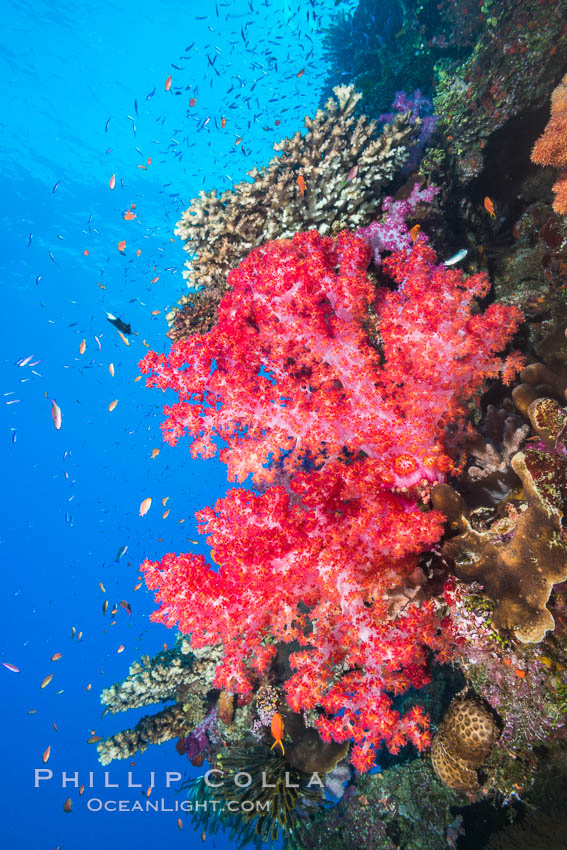 Spectacularly colorful dendronephthya soft corals on South Pacific reef, reaching out into strong ocean currents to capture passing planktonic food, Fiji. Namena Marine Reserve, Namena Island, Dendronephthya, natural history stock photograph, photo id 31577