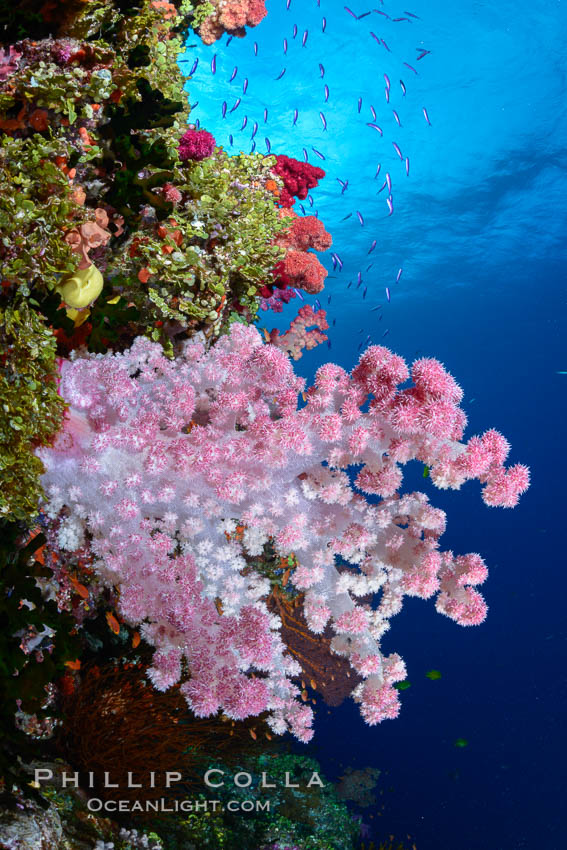 Spectacularly colorful dendronephthya soft corals on South Pacific reef, reaching out into strong ocean currents to capture passing planktonic food, Fiji., Dendronephthya, natural history stock photograph, photo id 31609