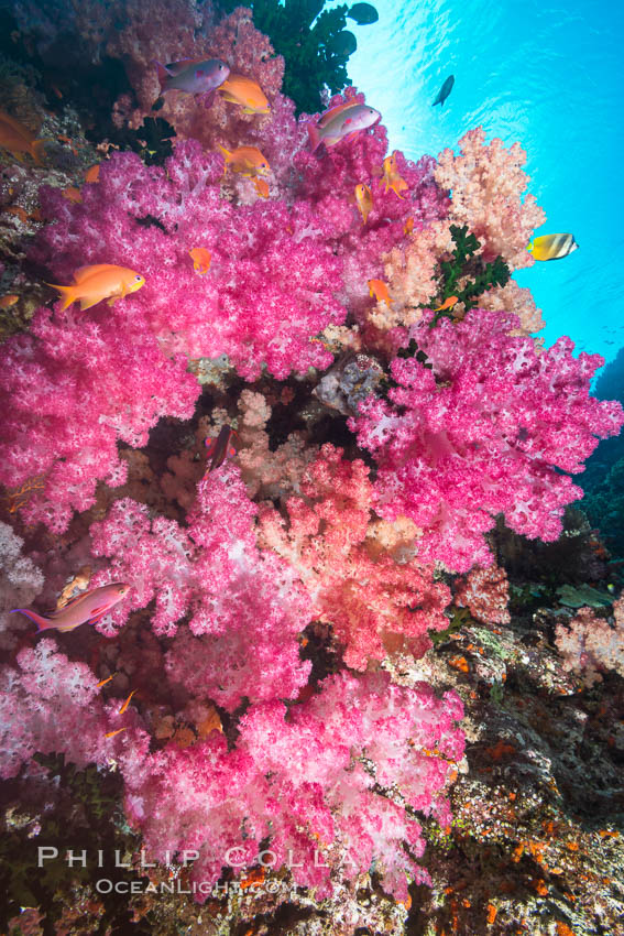 Spectacularly colorful dendronephthya soft corals on South Pacific reef, reaching out into strong ocean currents to capture passing planktonic food, Fiji. Vatu I Ra Passage, Bligh Waters, Viti Levu  Island, Dendronephthya, natural history stock photograph, photo id 31665
