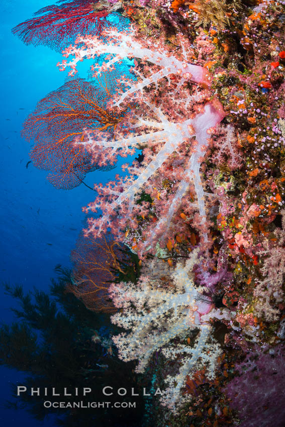 Spectacularly colorful dendronephthya soft corals on South Pacific reef, reaching out into strong ocean currents to capture passing planktonic food, Fiji. Vatu I Ra Passage, Bligh Waters, Viti Levu  Island, Dendronephthya, natural history stock photograph, photo id 31689