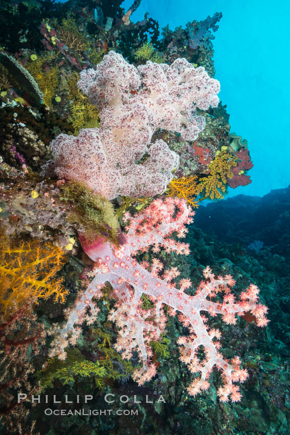 Spectacularly colorful dendronephthya soft corals on South Pacific reef, reaching out into strong ocean currents to capture passing planktonic food, Fiji., Dendronephthya, natural history stock photograph, photo id 31701