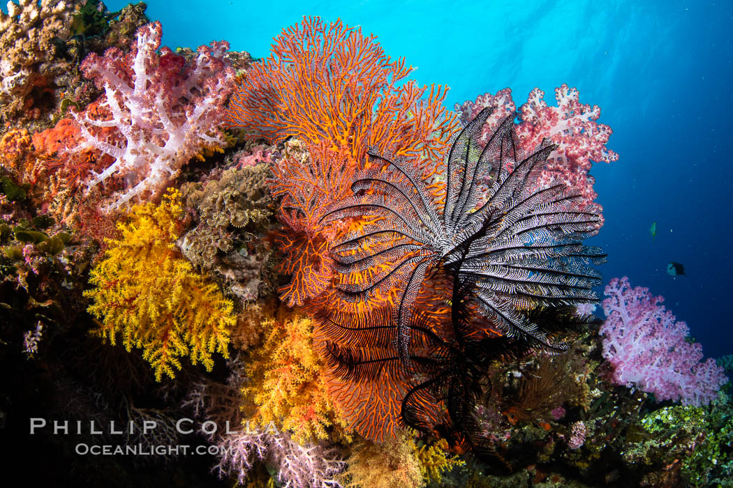 Anthias fishes school over the colorful Fijian coral reef, everything taking advantage of currents that bring planktonic food. Fiji. Vatu I Ra Passage, Bligh Waters, Viti Levu Island, Dendronephthya, Pseudanthias, natural history stock photograph, photo id 34789