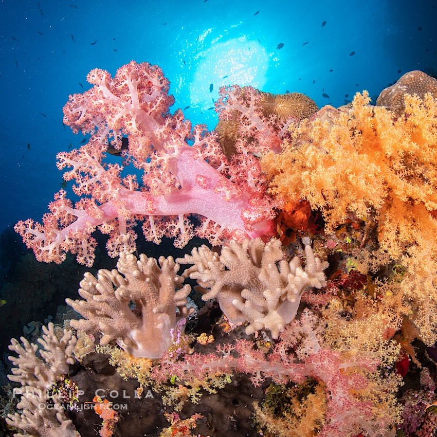 Colorful and exotic coral reef in Fiji, with soft corals, hard corals, anthias fishes, anemones, and sea fan gorgonians., Dendronephthya, Pseudanthias, natural history stock photograph, photo id 34849