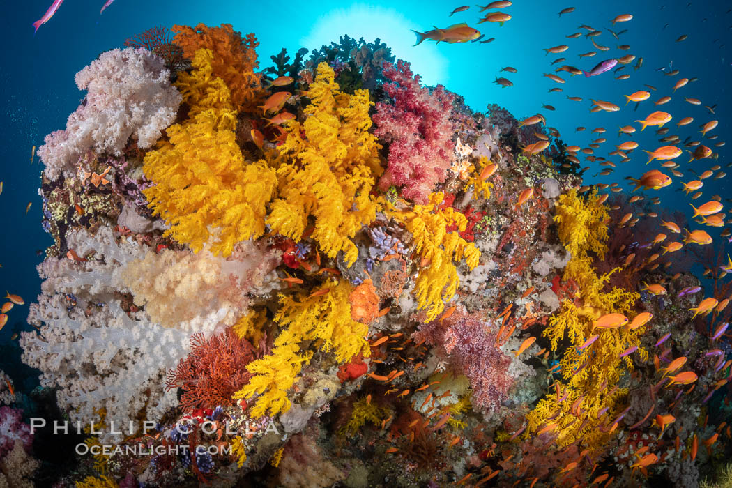 Vibrant displays of color among dendronephthya soft corals on South Pacific reef, reaching out into strong ocean currents to capture passing planktonic food, Fiji., Dendronephthya, natural history stock photograph, photo id 34869