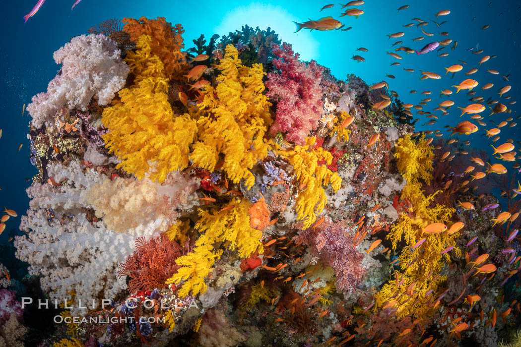 Vibrant displays of color among dendronephthya soft corals on South Pacific reef, reaching out into strong ocean currents to capture passing planktonic food, Fiji. Vatu I Ra Passage, Bligh Waters, Viti Levu Island, Dendronephthya, natural history stock photograph, photo id 34869