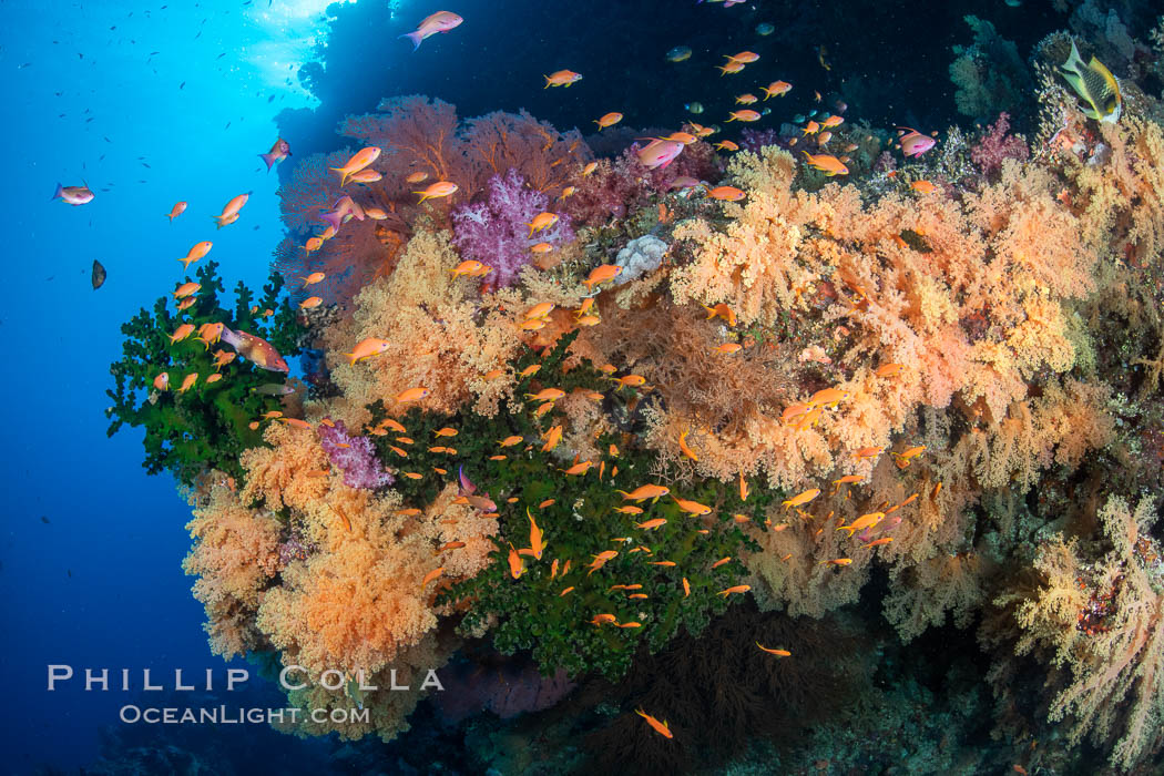Colorful and exotic coral reef in Fiji, with soft corals, hard corals, anthias fishes, anemones, and sea fan gorgonians., Dendronephthya, Pseudanthias, natural history stock photograph, photo id 34897