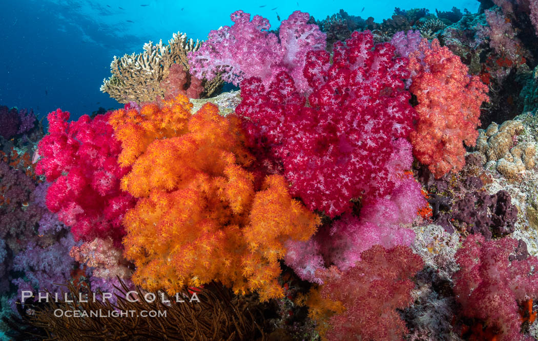 Spectacularly colorful dendronephthya soft corals on South Pacific reef, reaching out into strong ocean currents to capture passing planktonic food, Fiji. Nigali Passage, Gau Island, Lomaiviti Archipelago, Dendronephthya, natural history stock photograph, photo id 34901