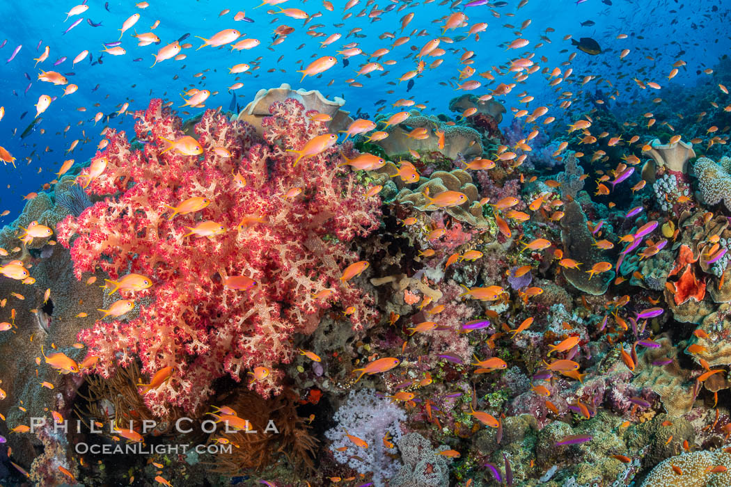 Spectacularly colorful dendronephthya soft corals on South Pacific reef, reaching out into strong ocean currents to capture passing planktonic food, Fiji. Bligh Waters, Dendronephthya, natural history stock photograph, photo id 34905