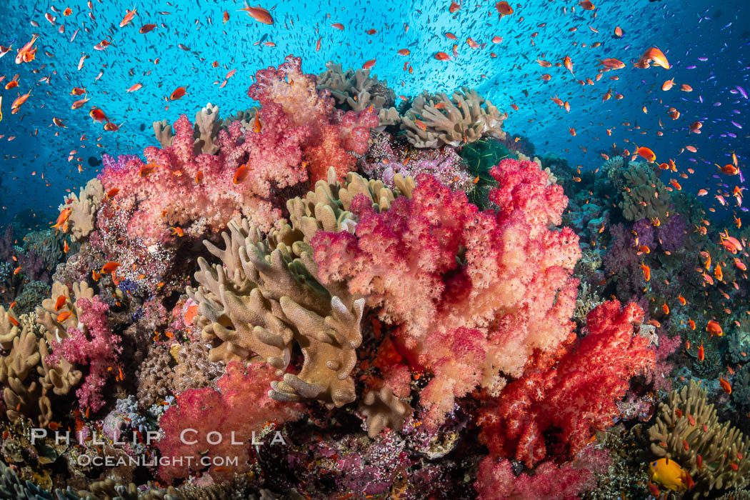 Fiji is the soft coral capital of the world, Seen here are beautifully colorful dendronephthya soft corals reaching out into strong ocean currents to capture passing planktonic food, Fiji. Vatu I Ra Passage, Bligh Waters, Viti Levu Island, Dendronephthya, natural history stock photograph, photo id 34913