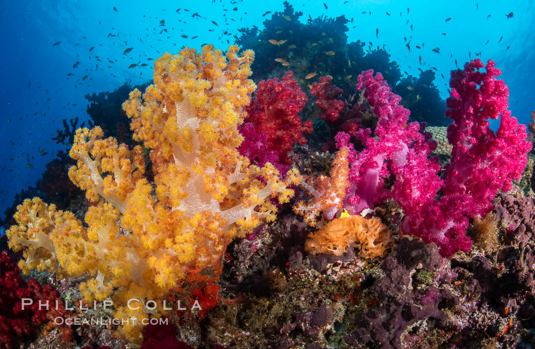 Spectacularly colorful dendronephthya soft corals on South Pacific reef, reaching out into strong ocean currents to capture passing planktonic food, Fiji. Nigali Passage, Gau Island, Lomaiviti Archipelago, Dendronephthya, natural history stock photograph, photo id 34929