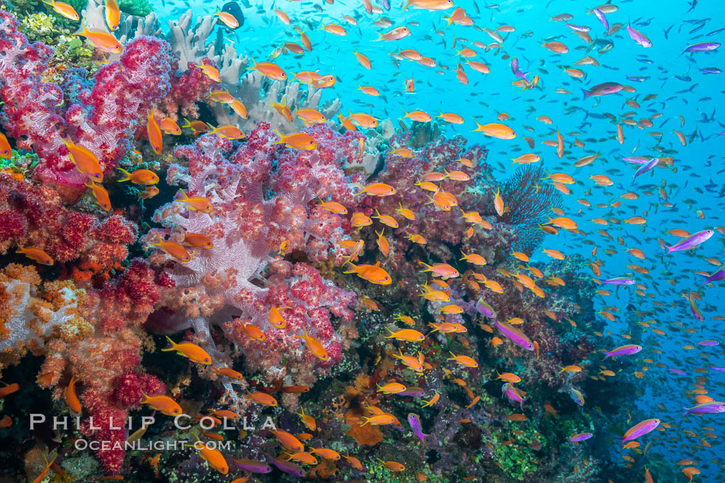 Spectacularly colorful dendronephthya soft corals on South Pacific reef, reaching out into strong ocean currents to capture passing planktonic food, Fiji. Bligh Waters, Dendronephthya, natural history stock photograph, photo id 34985