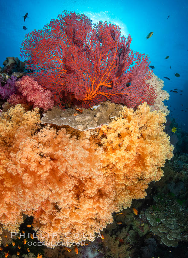 Colorful and exotic coral reef in Fiji, with soft corals, hard corals, anthias fishes, anemones, and sea fan gorgonians., Pseudanthias, natural history stock photograph, photo id 34760