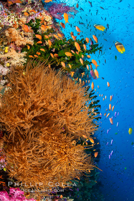 Colorful and exotic coral reef in Fiji, with soft corals, hard corals, anthias fishes, anemones, and sea fan gorgonians., Pseudanthias, natural history stock photograph, photo id 34852