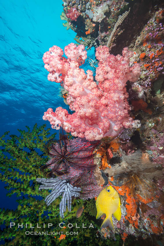 Soft corals (gorgonians, dendronephthya) and hard corals cover a pristine and beautiful south Pacific coral reef, Fiji. Vatu I Ra Passage, Bligh Waters, Viti Levu  Island, Dendronephthya, Gorgonacea, natural history stock photograph, photo id 31500